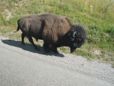 Bison